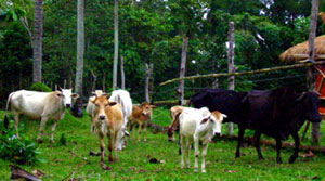 cattle_06.jpg