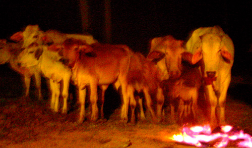 cattle_night.jpg