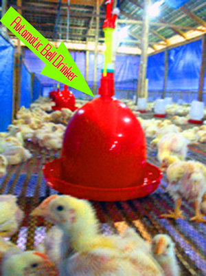 poultry_chicks_belldrinker_.jpg